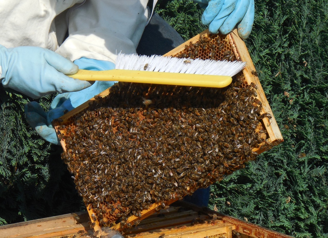 medium wall bees hive free photo