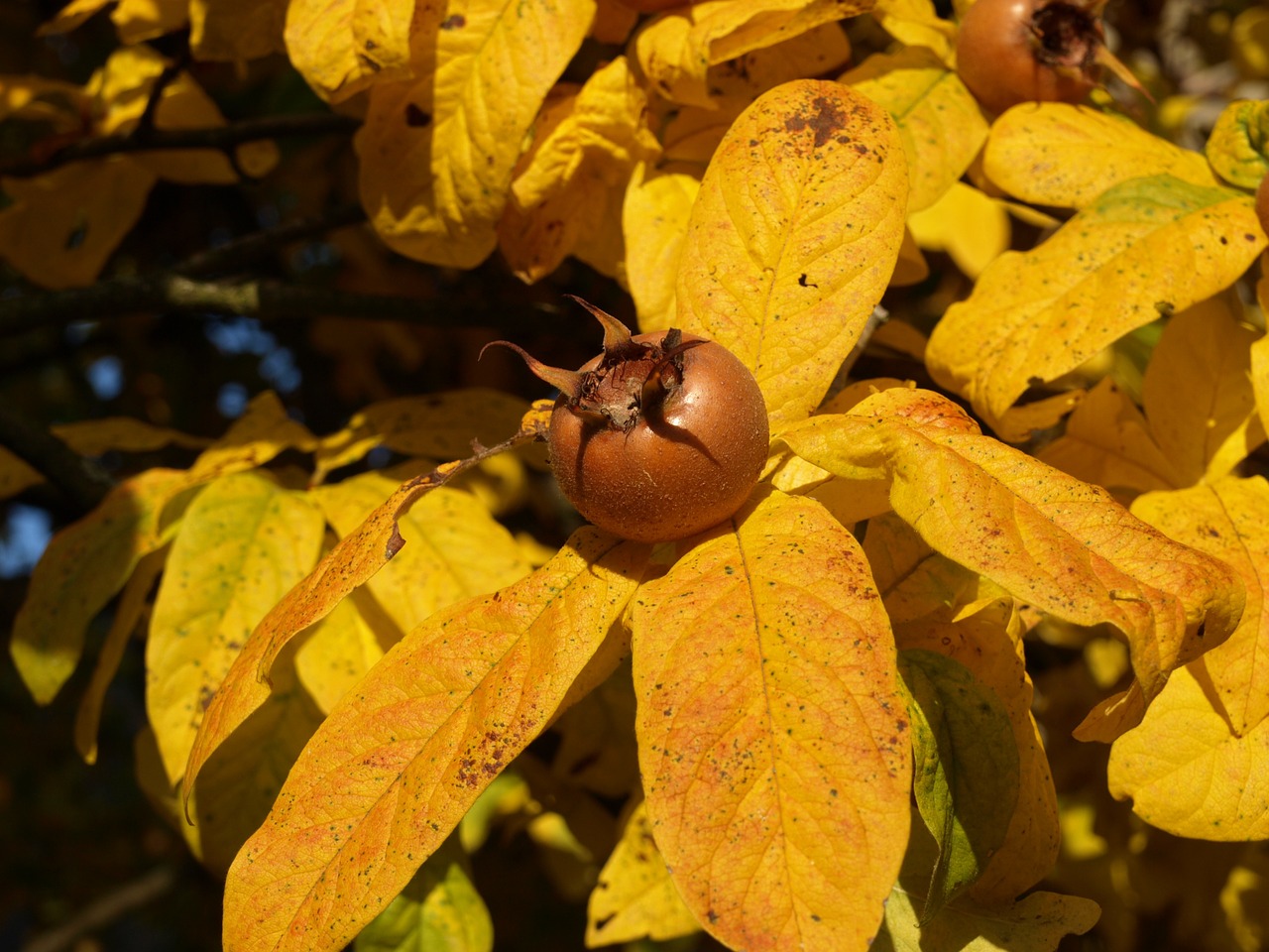 medlar autumn bush free photo