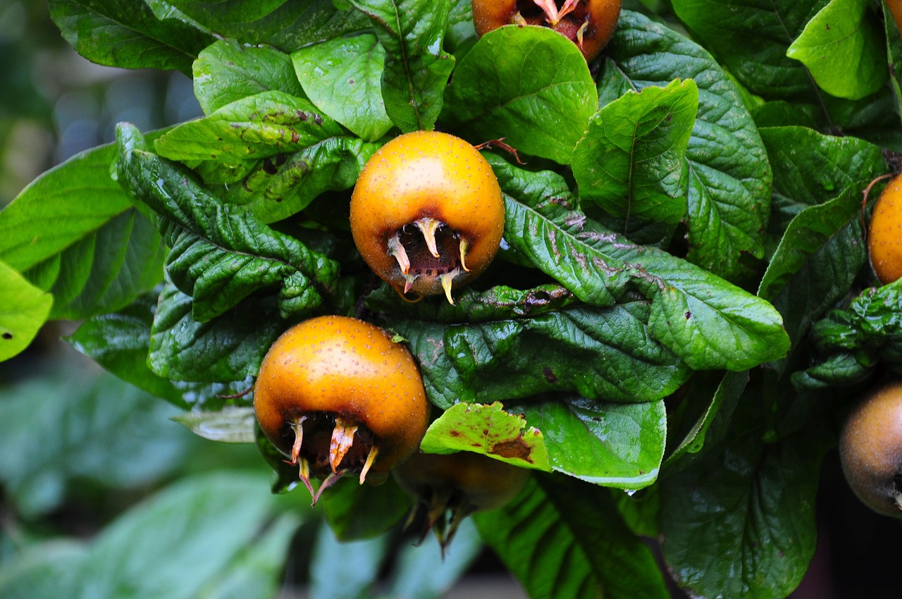 medlar fruit tree free photo