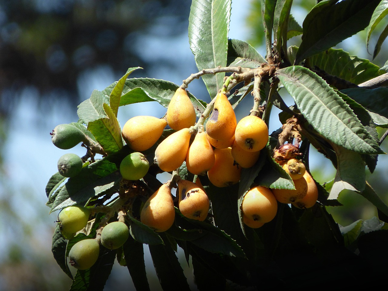 medlar tree fruit free photo