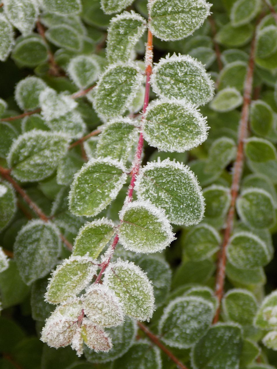 medlar green leaves frost free photo