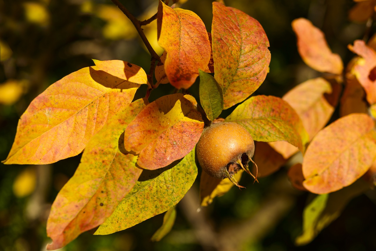 medlar fruit winter fruit free photo