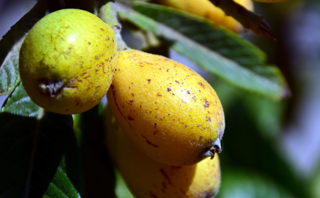 medlar nispel fruit free photo