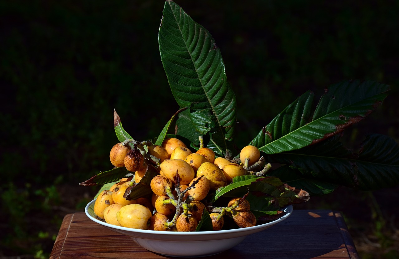 medlar  fruit  bio free photo