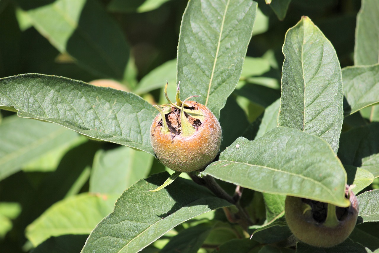 medlar  fruit  ripe free photo