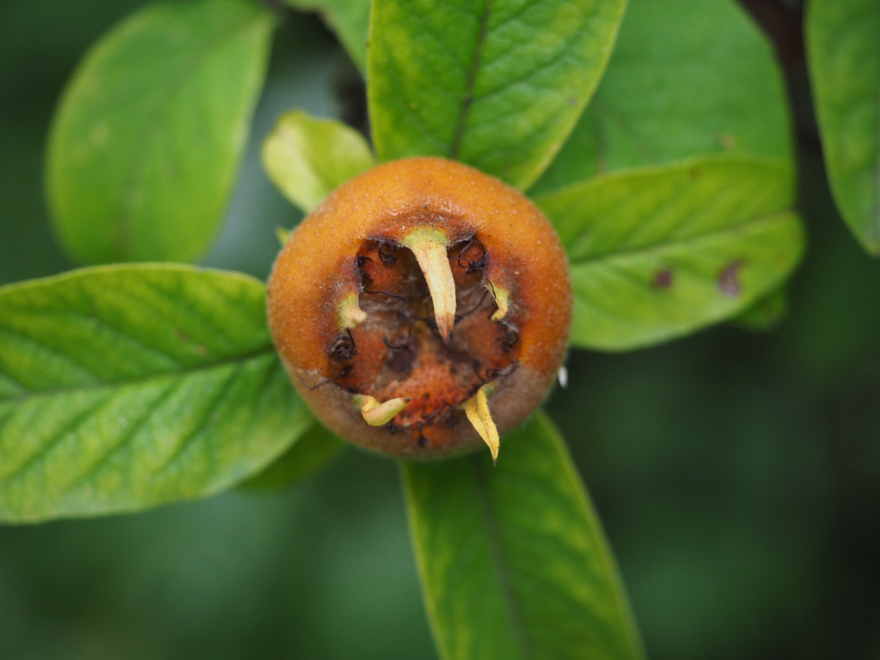 medlar fruit mespilus germanica free photo