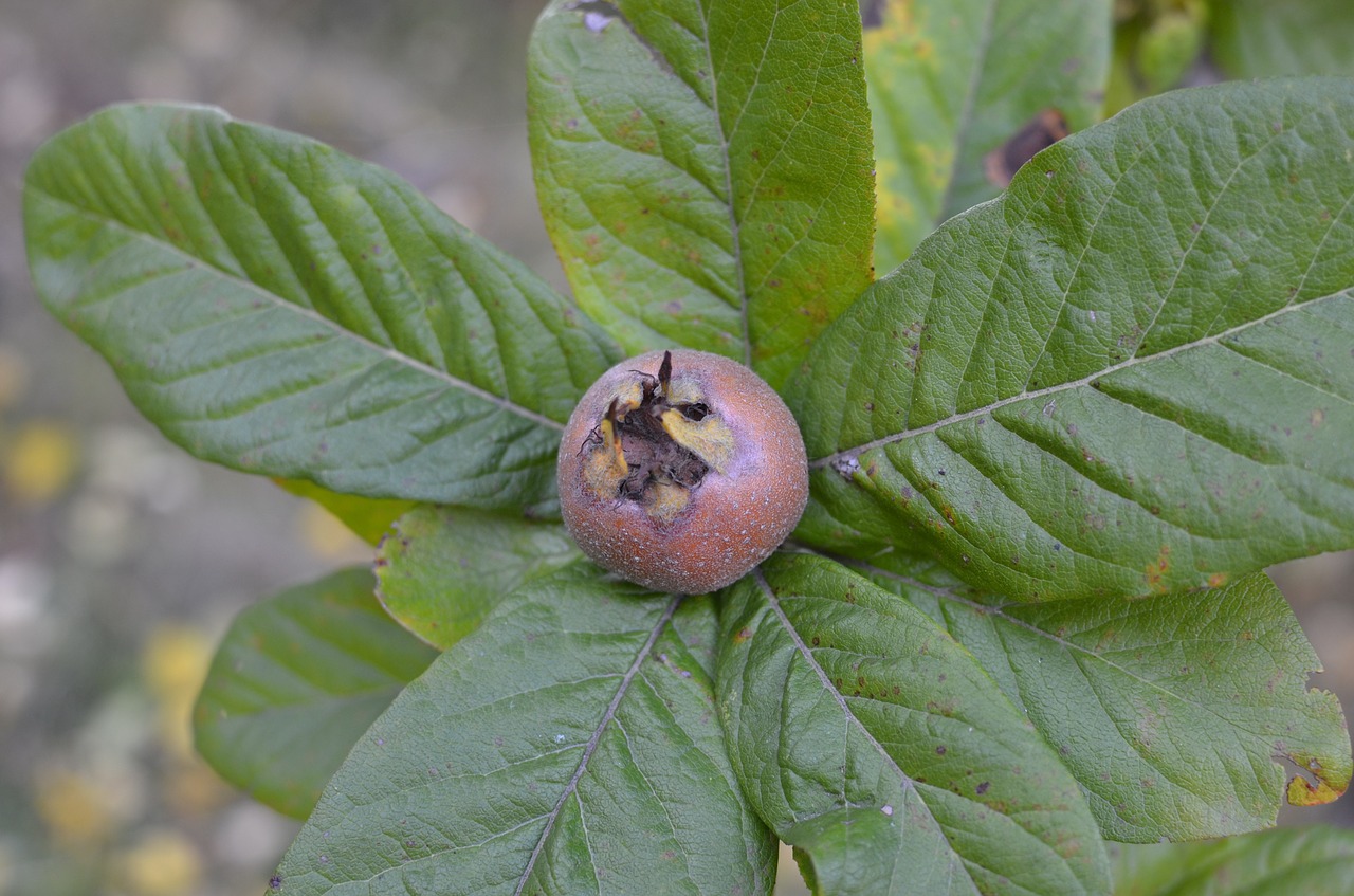 medlar fruit plant free photo