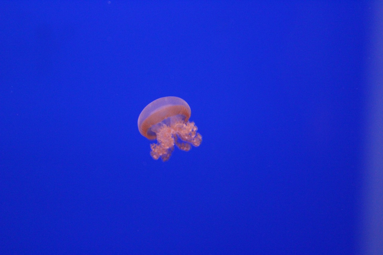 medusa blue sea free photo