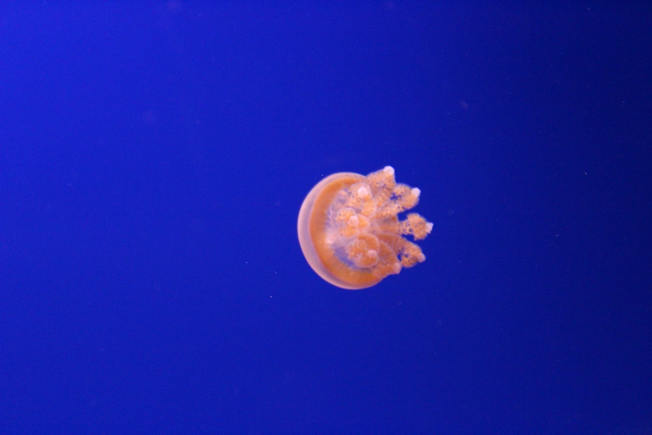 medusa blue sea free photo