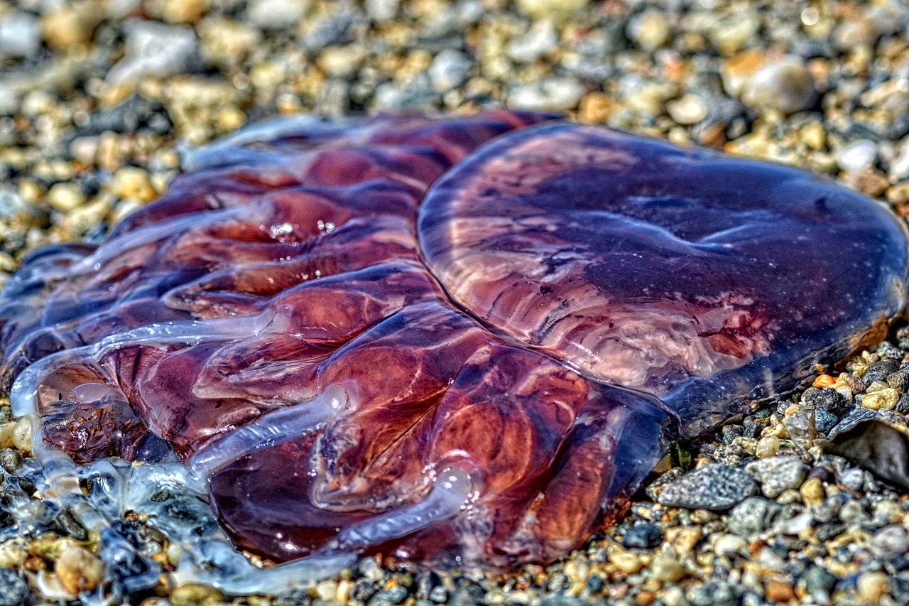 medusa sea jellyfish free photo