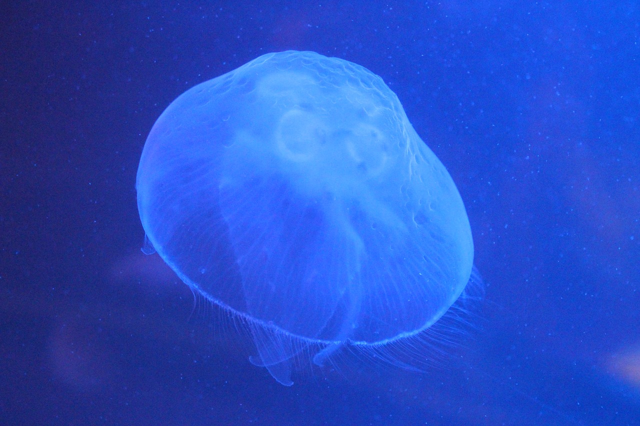 medusa sea ocean free photo