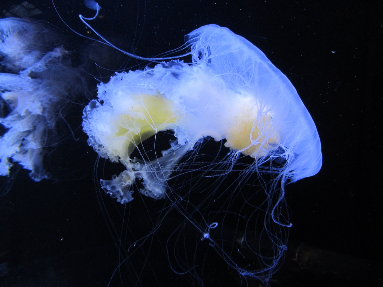medusa aquarium vancouver free photo