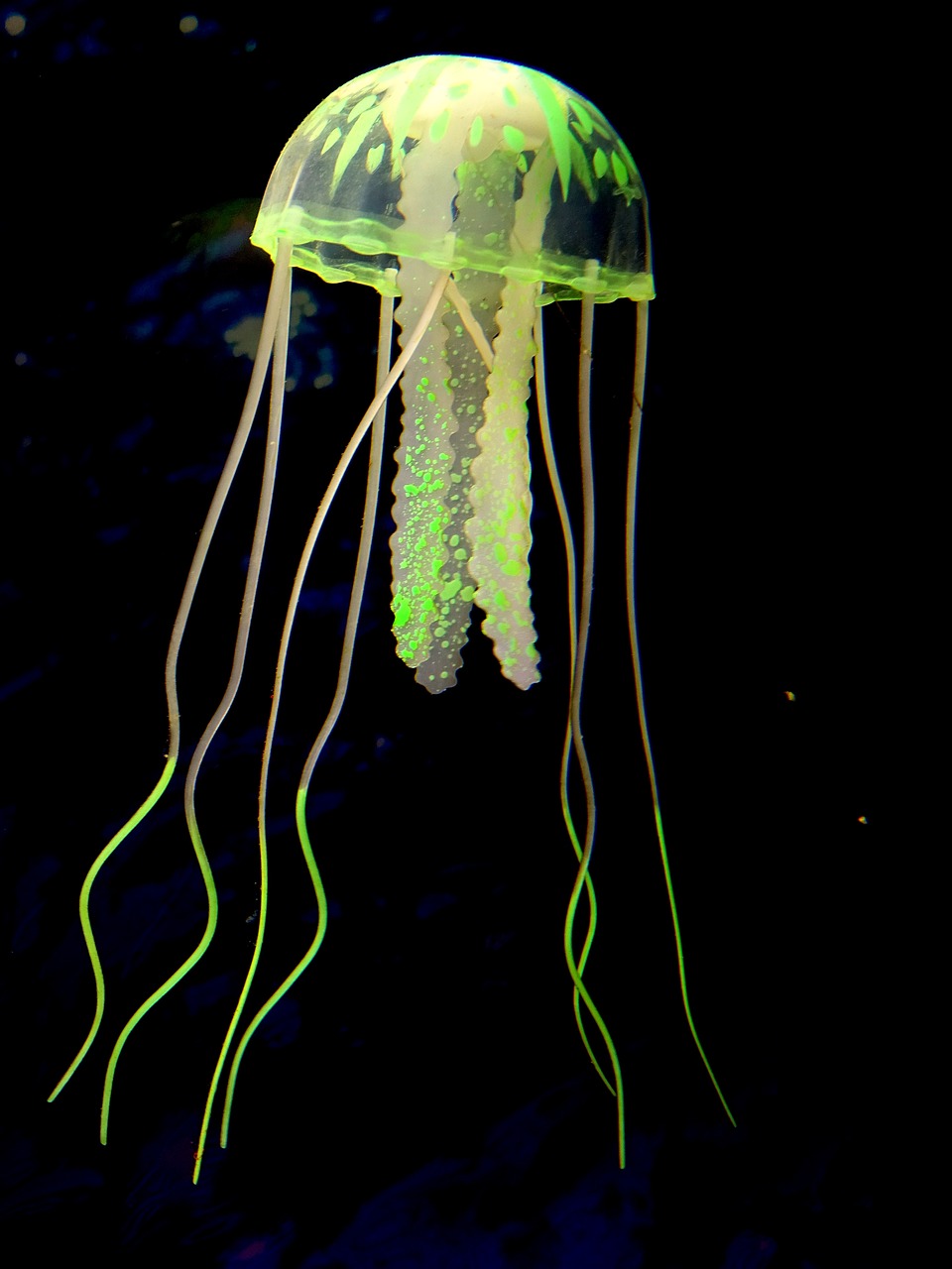 medusa sea depth free photo