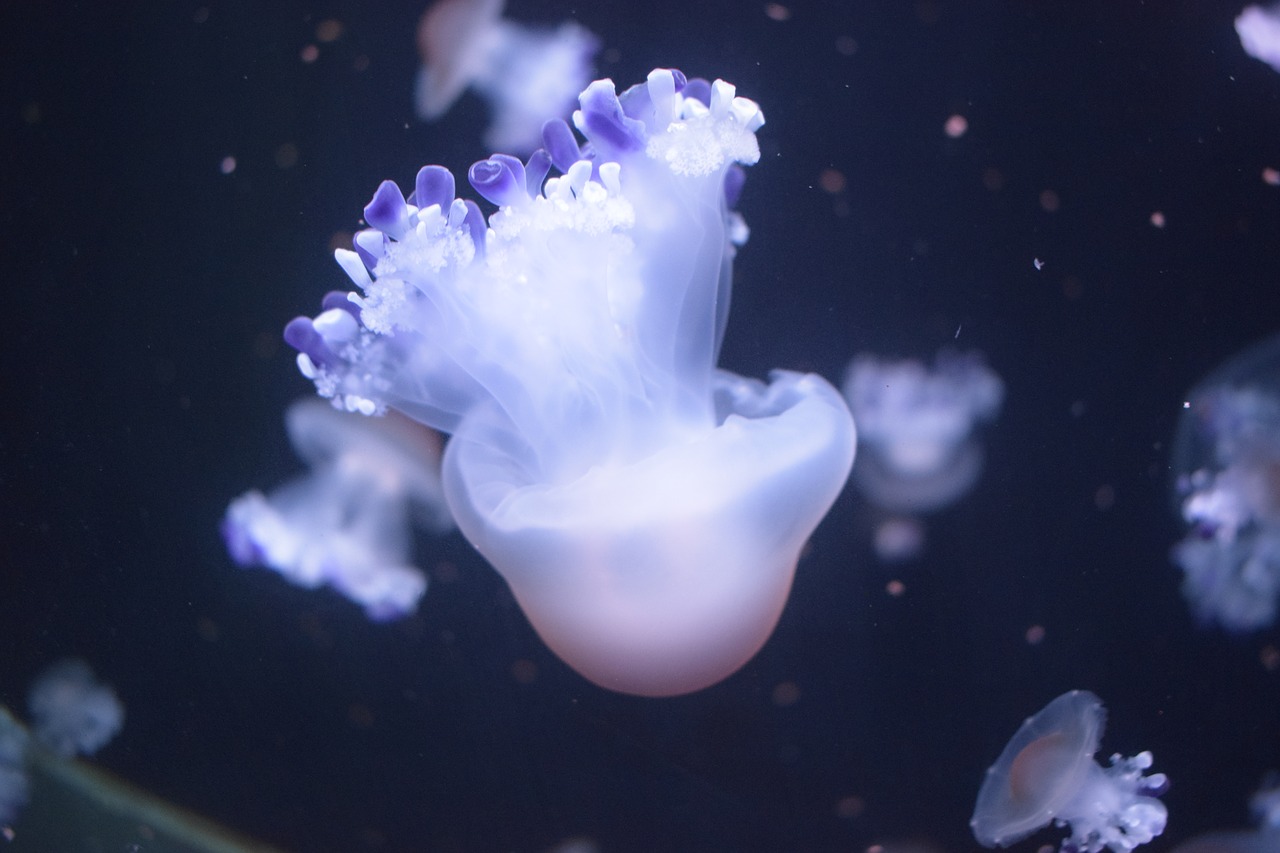 medusa  jellyfish  underwater free photo