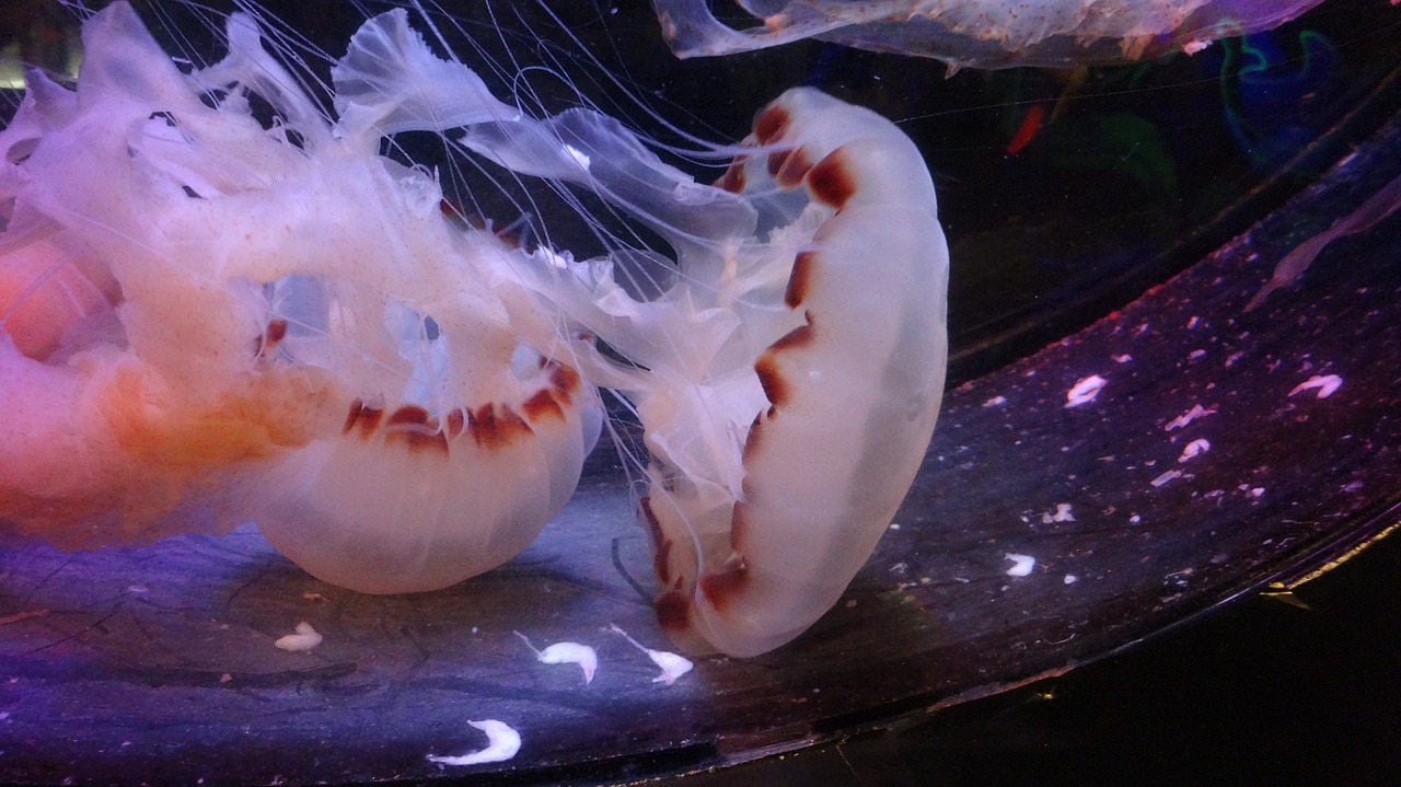 medusa jellyfish aquarium free photo