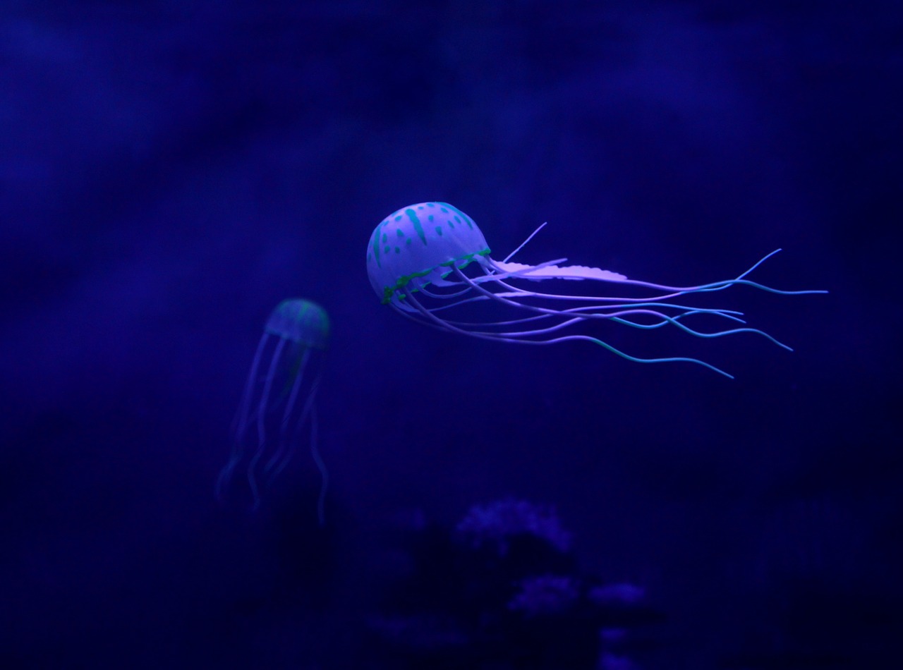 medusa  ocean  underwater free photo