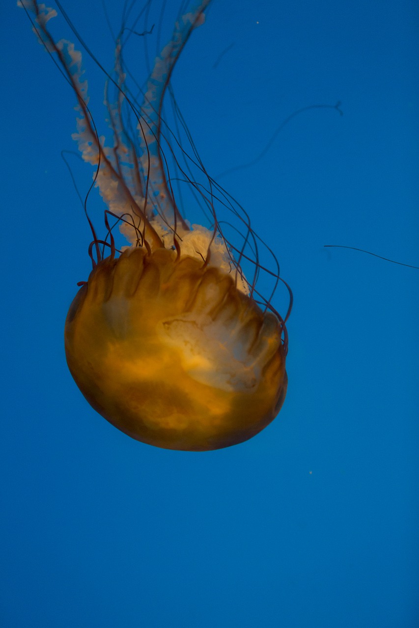medusa  aquarium  jellyfish free photo