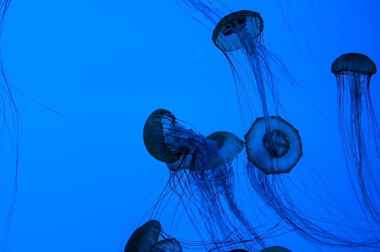 medusa ocean animals free photo