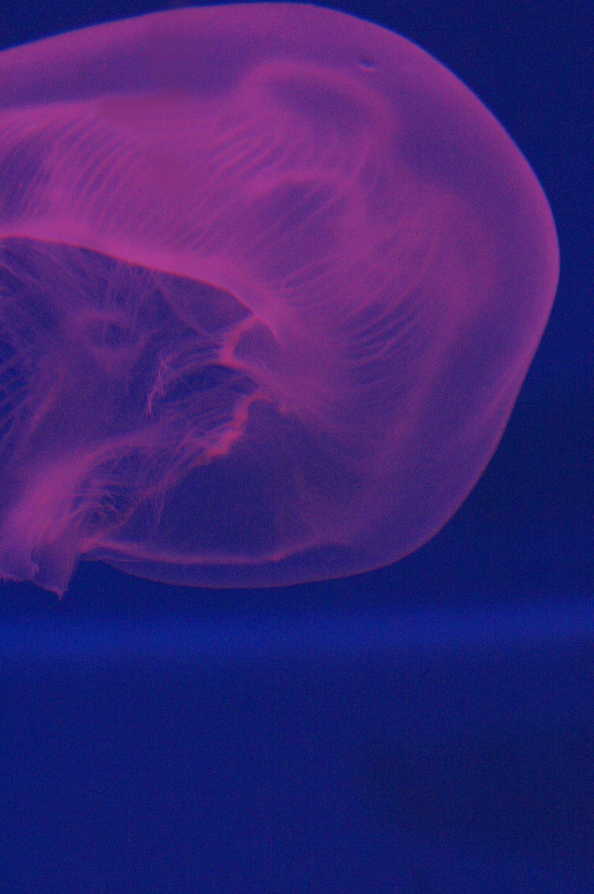 medusa fuxia waters free photo