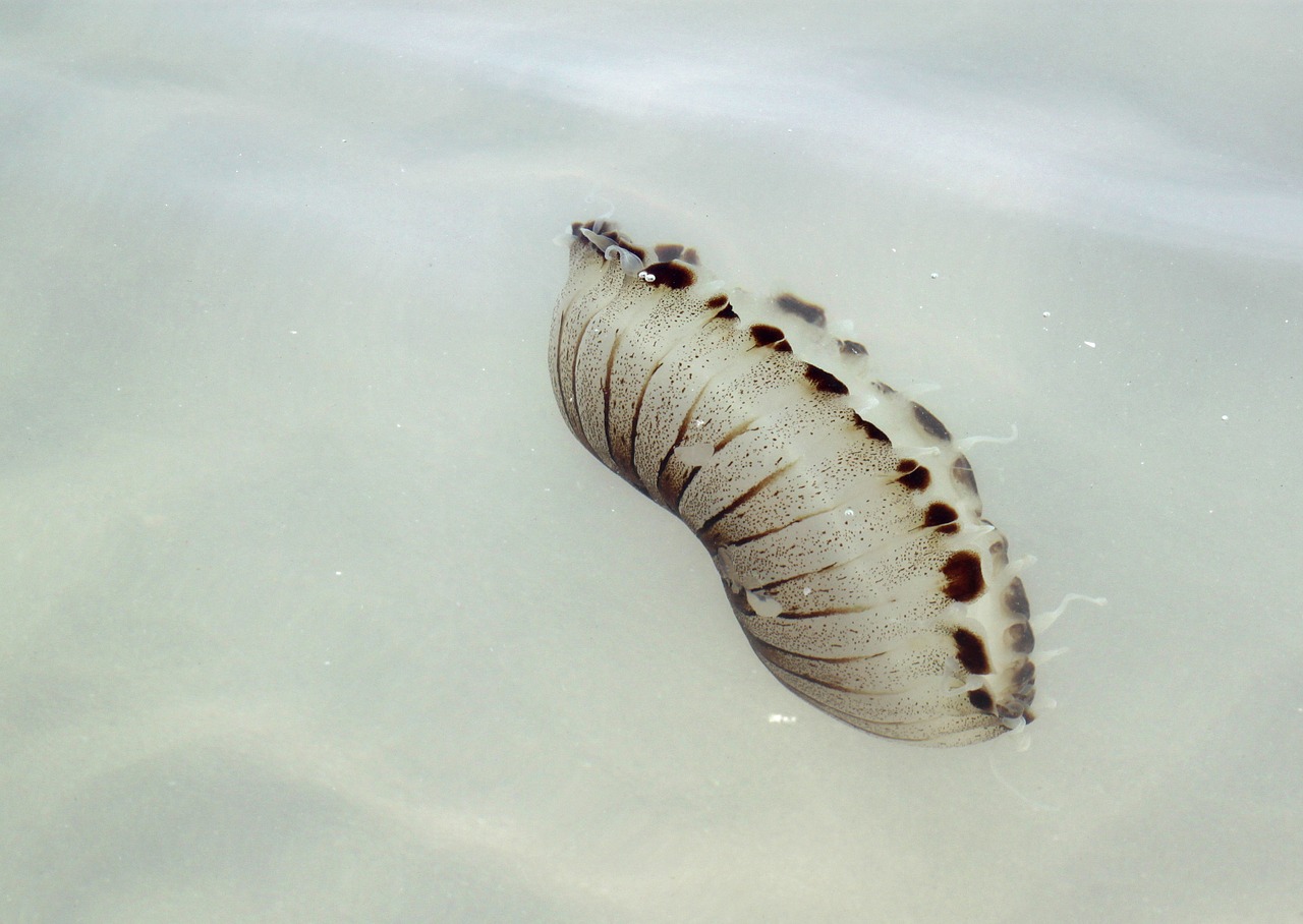 medusa jellyfish sea free photo