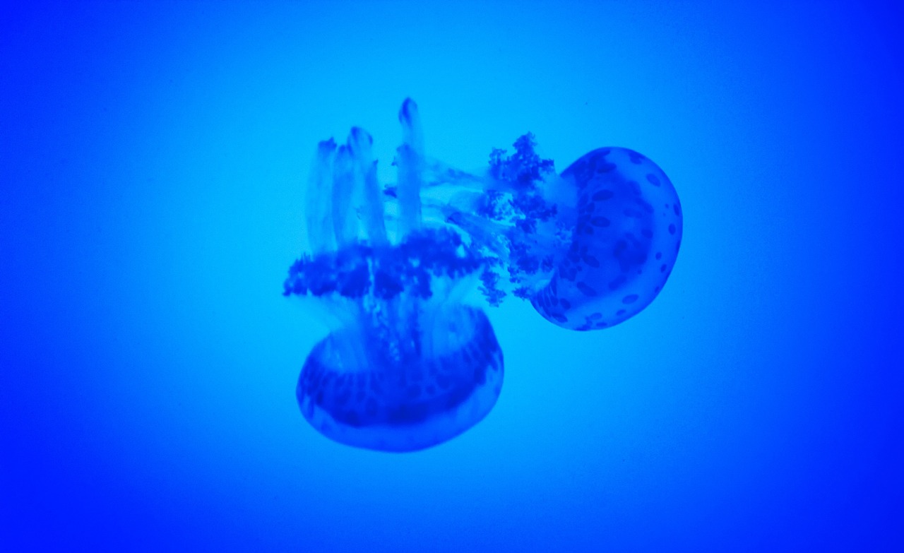 medusas water jellyfish free photo