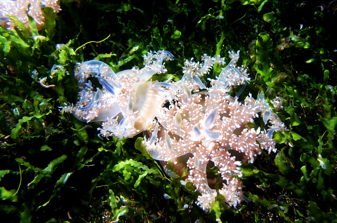 meduse water ocean free photo