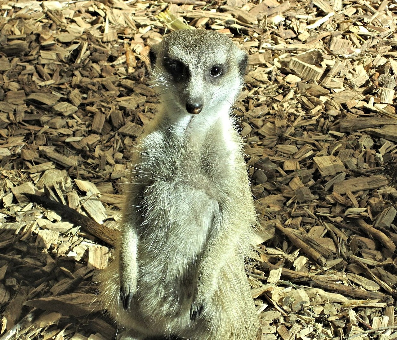 meer cat mongoose family canada free photo