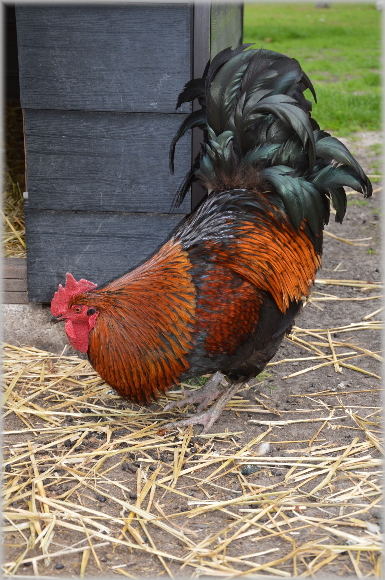 chicken grazing farm free photo