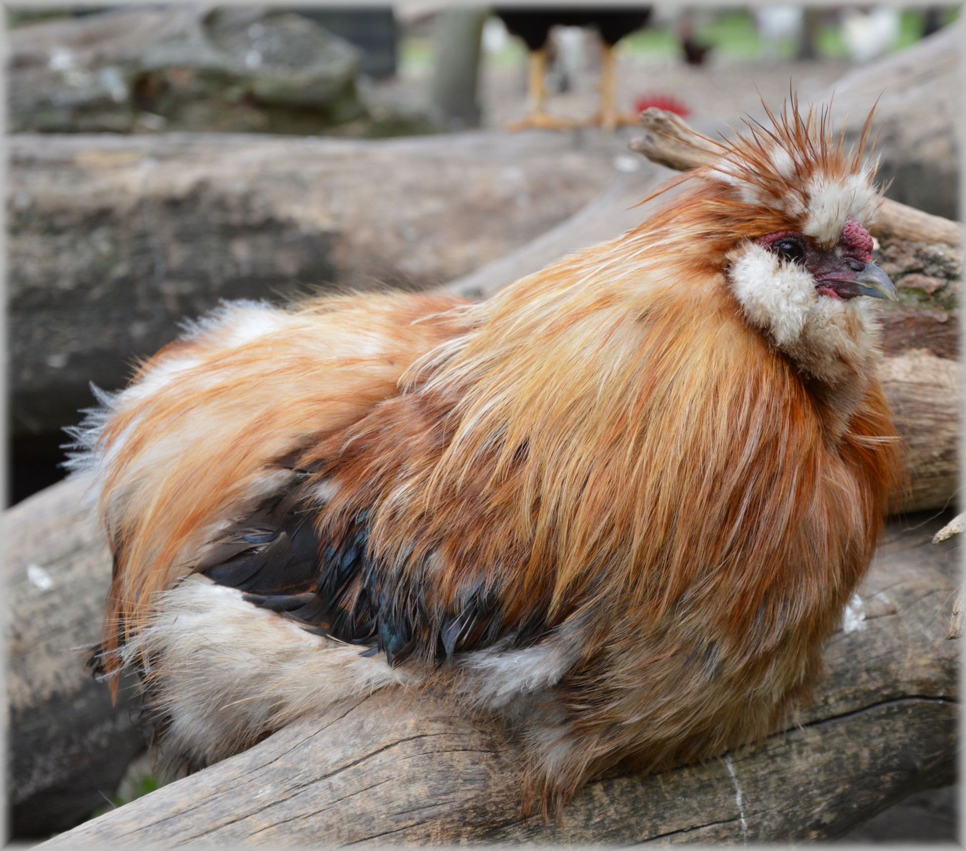 chicken grazing farm free photo