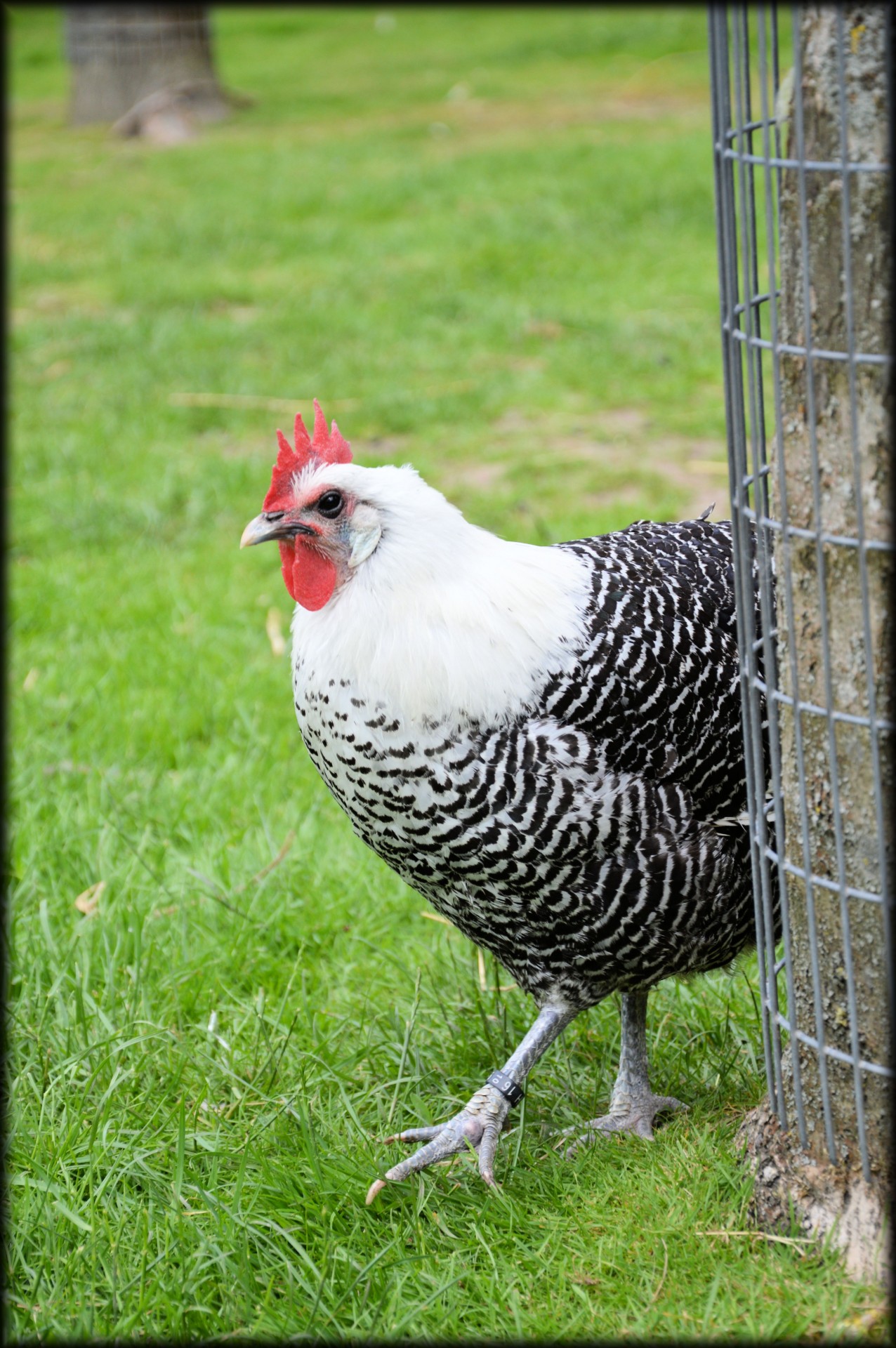 chicken grazing farm free photo