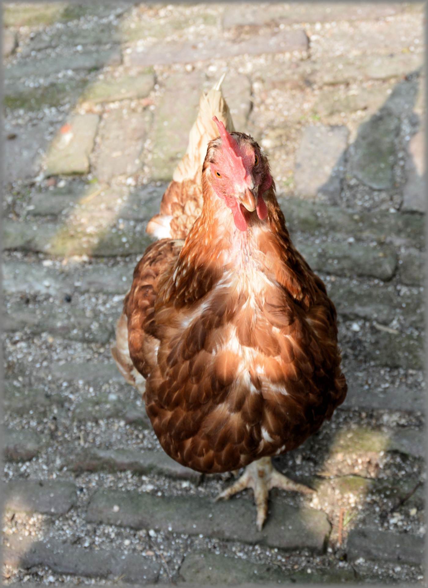 chicken grazing farm free photo