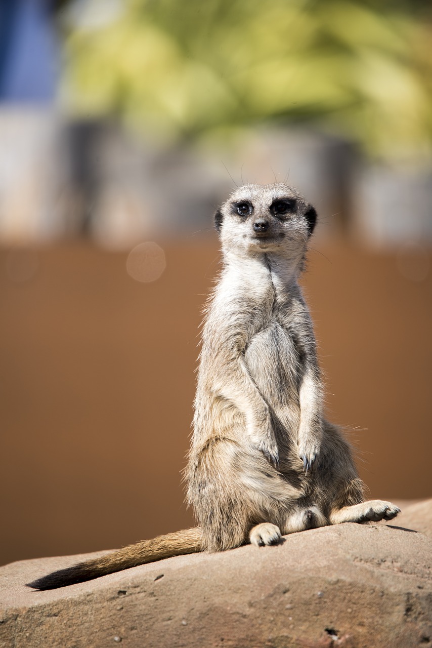 meercat zoo wildlife free photo