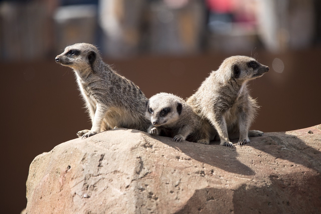 meercat zoo wildlife free photo