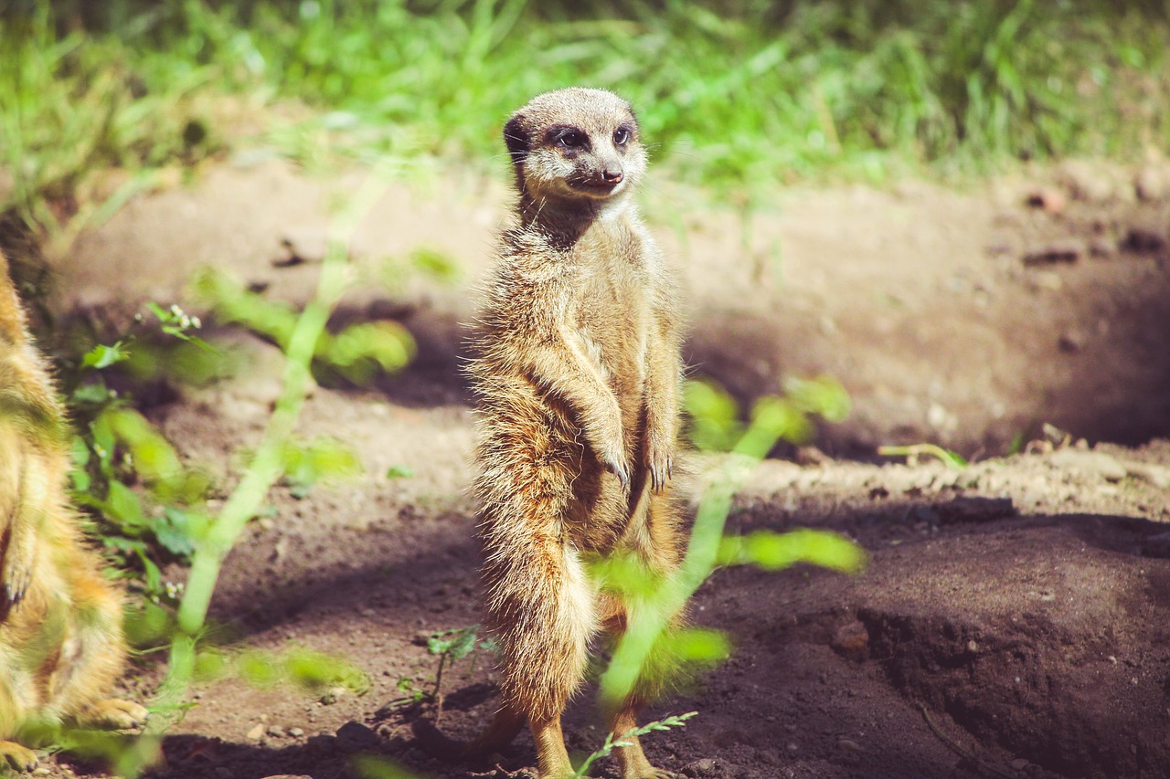 meercat mongoose mammal free photo