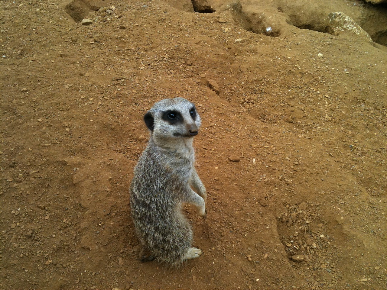 meercat looking paws free photo