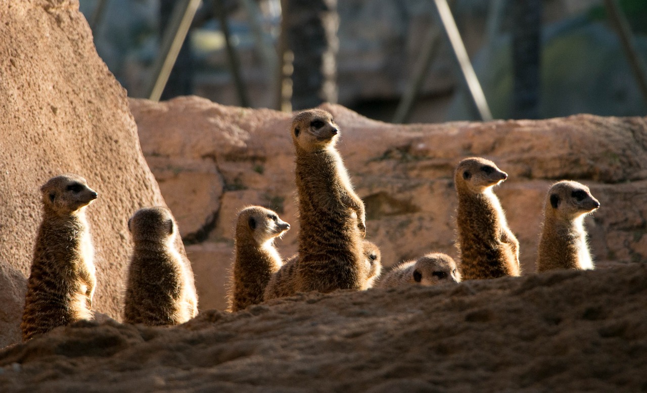 meercats zoo valencia free photo