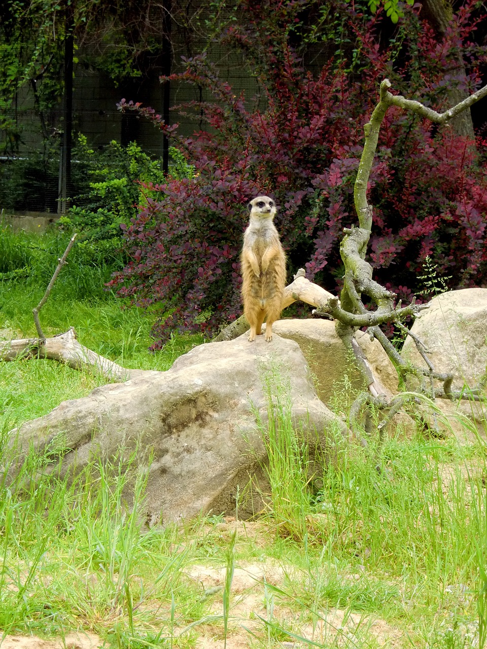 meerkat making males zoo free photo