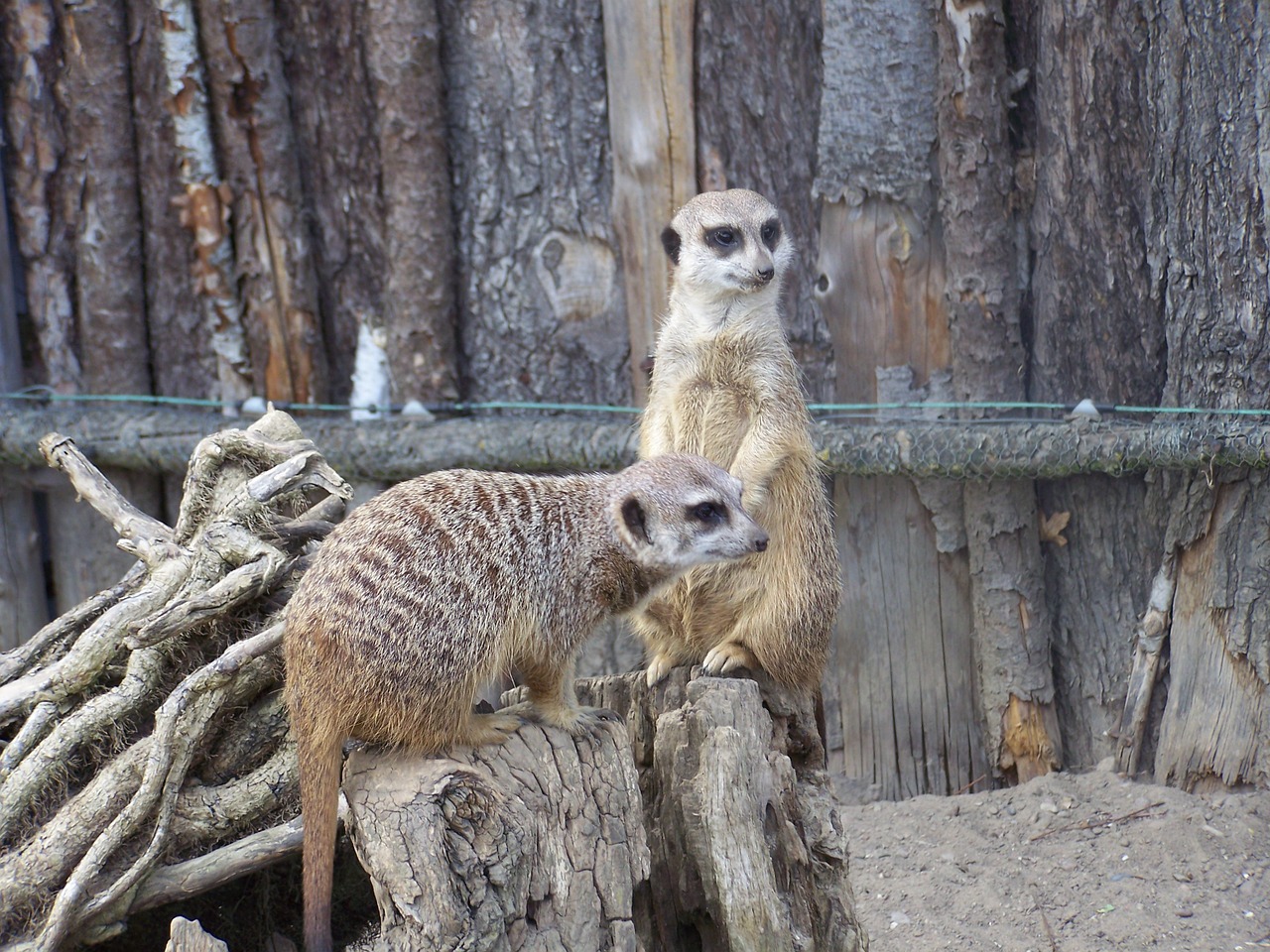 meerkat zoo free pictures free photo