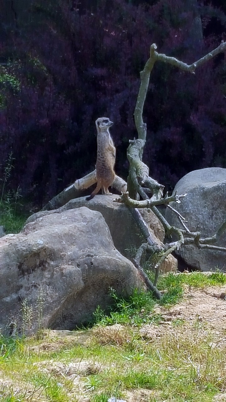 meerkat cologne zoo enclosure free photo