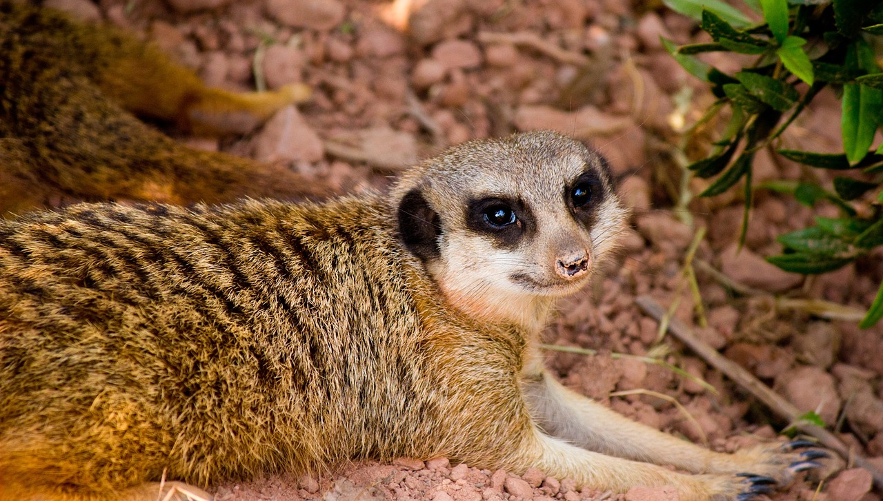 meerkat animal cute free photo