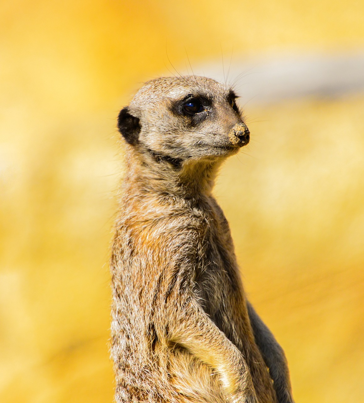 meerkat portrait wildlife free photo