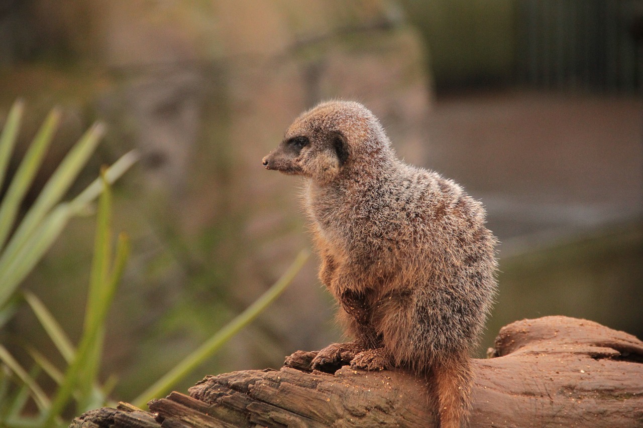 meerkat animal nature free photo