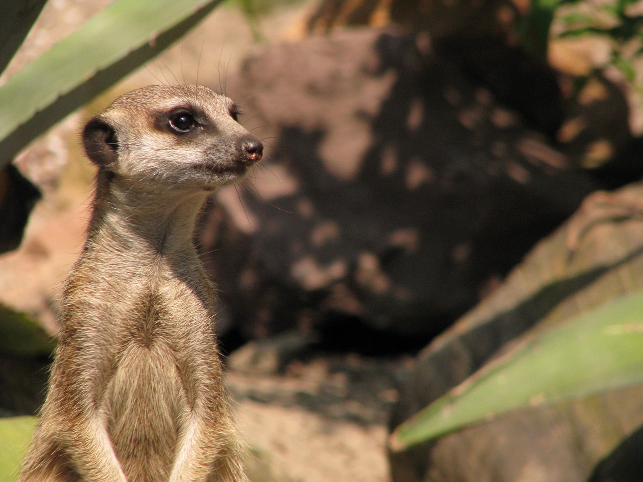 meerkat suricate animal free photo