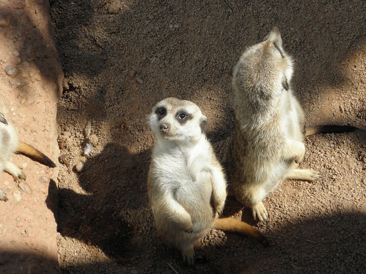 meerkat zoo africa free photo