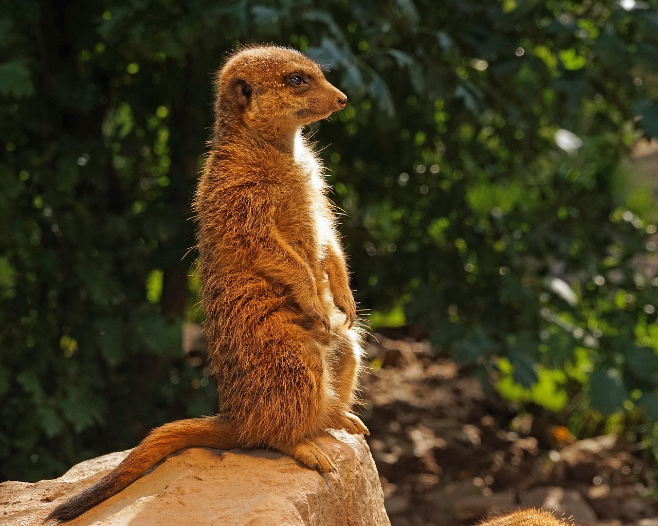 meerkat guards attention free photo