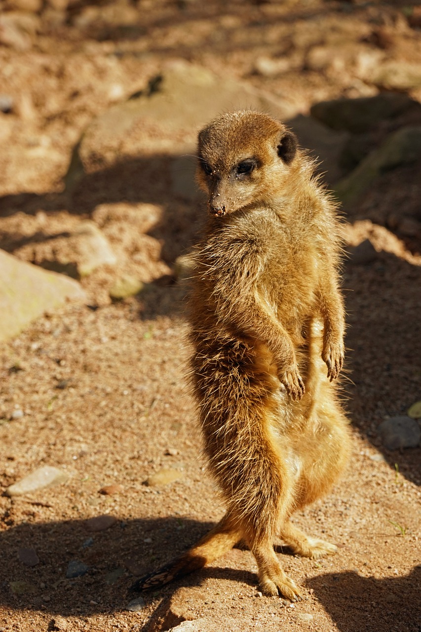 meerkat guard attention free photo