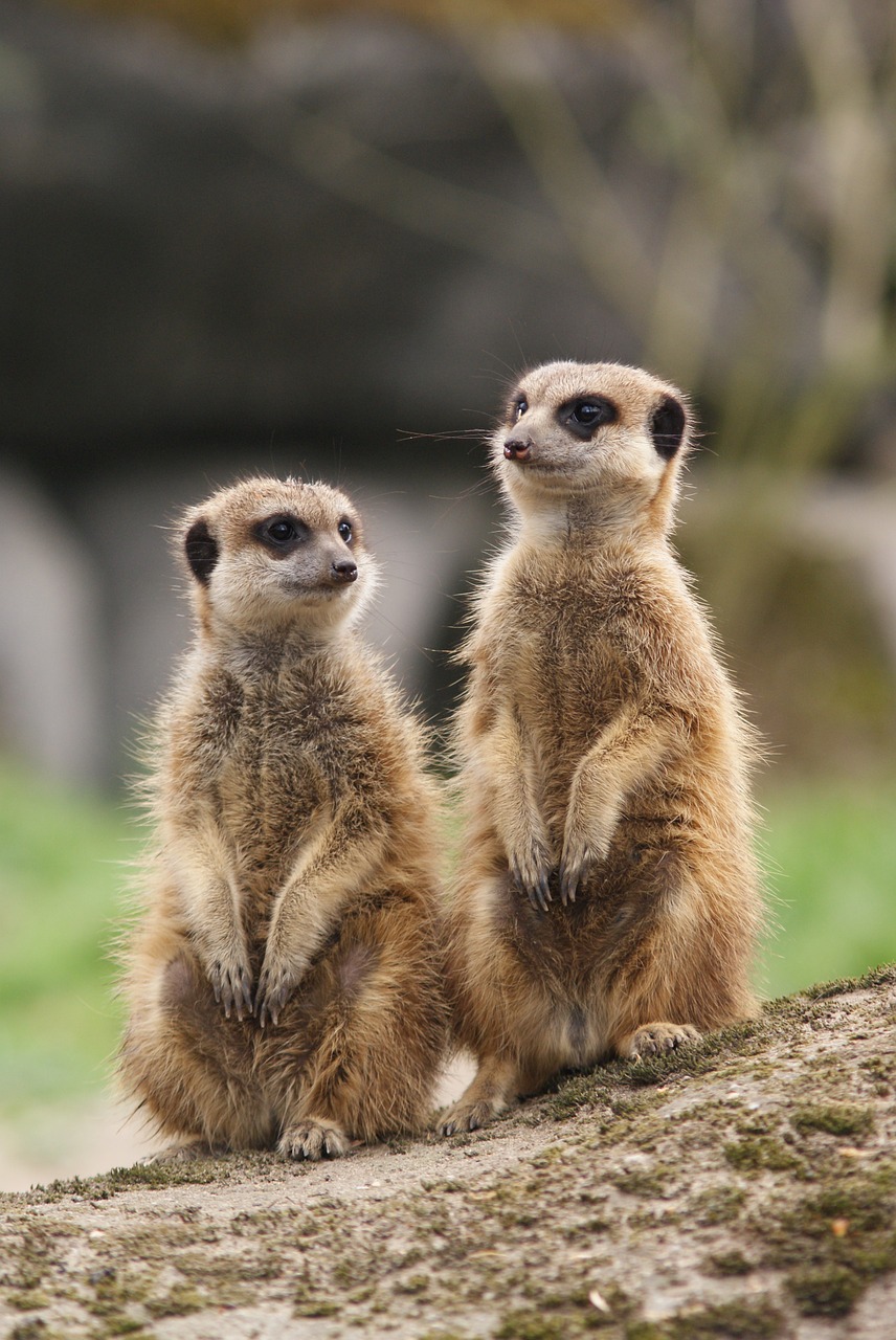 meerkat together meeting free photo