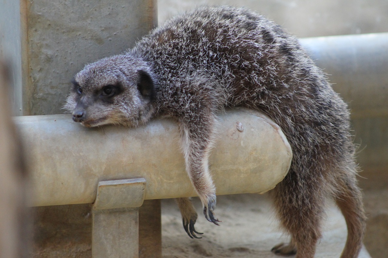 meerkat animal zoo free photo