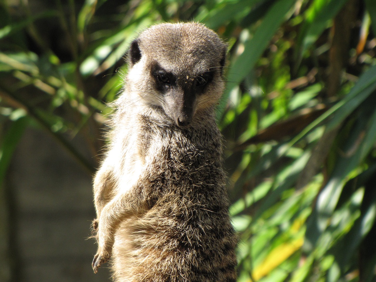 meerkat animal zoo free photo