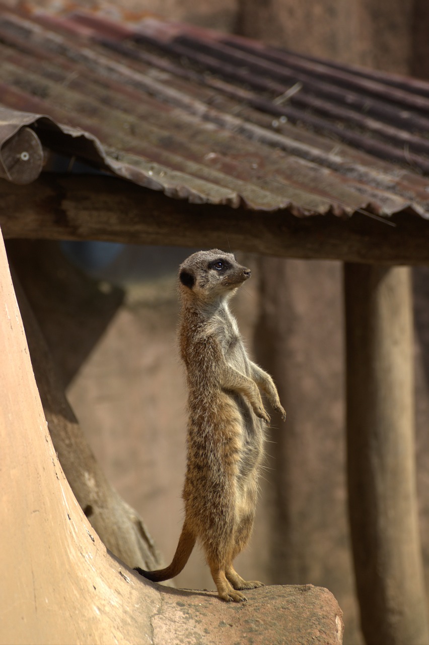 meerkat zoo animals free photo
